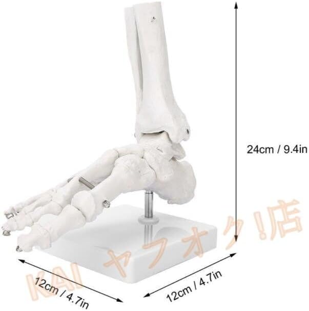 YMSCIKSJ 人体関節模型、靭帯付き人体関節モデル、骨格 手 肘 手首